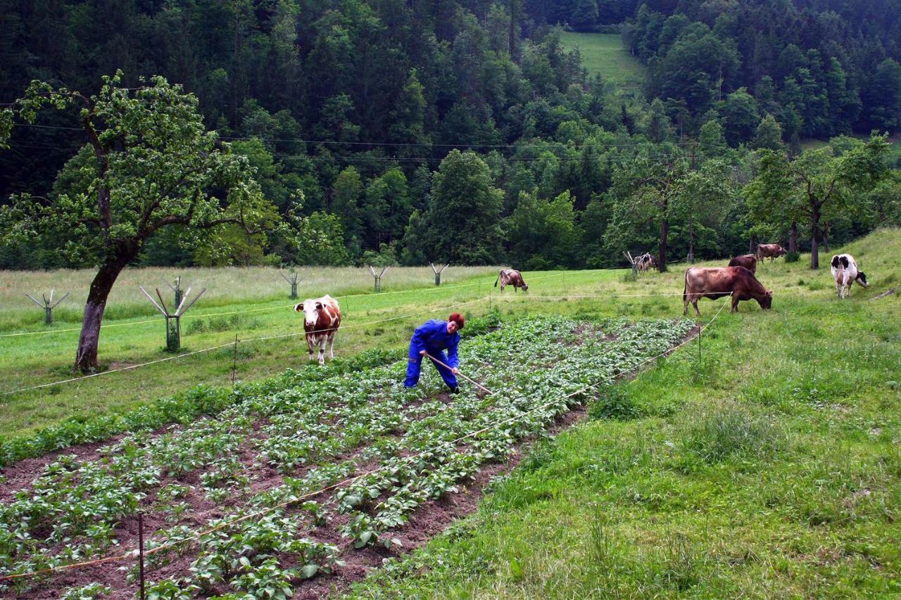 Farm Stay Bukovje Ljubno Exteriör bild